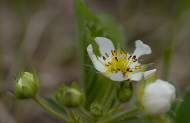 Very close view of a single wild strawberry flower showing the fine hairs on the plant.
