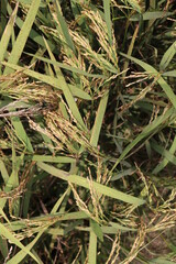 ripe paddy farm on field