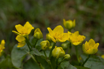 Marsh marigold wildflower with the front flower isolated by focus.
