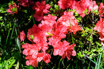 Bush of delicate vivid red flowers of azalea or Rhododendron plant in a sunny spring Japanese garden, beautiful outdoor floral background photographed with selective focus.