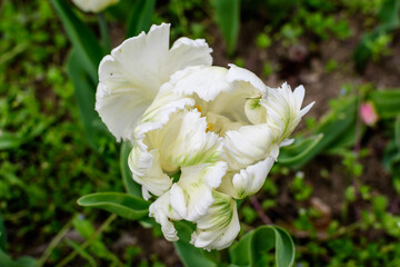 Close up of one large delicate white tulip in full bloom in a sunny spring garden, beautiful outdoor floral background photographed with selective focus.