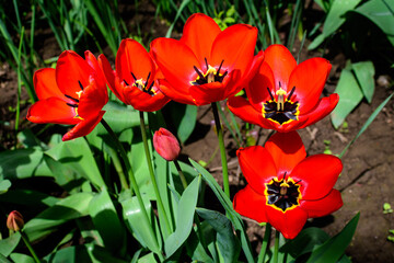 Close up of many delicate red tulips in full bloom in a sunny spring garden, beautiful outdoor floral background photographed with soft focus.