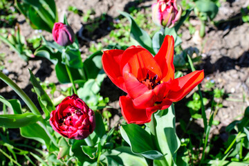 Close up of one delicate red tulip in full bloom in a sunny spring garden, beautiful outdoor floral background photographed with soft focus.