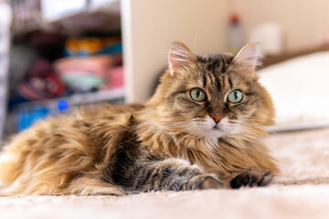 Thick fluffy cat is lying Relaxed and looks into the camera, resting on the couch