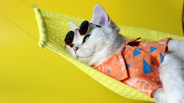 Adorable white cat in sunglasses and an shirt, lies on a fabric hammock, on a yellow background.