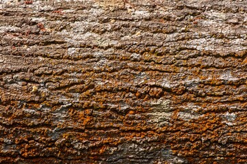 Tree bark of Acacia hybrid plant.