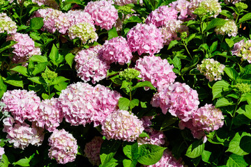 Magenta pink hydrangea macrophylla or hortensia shrub in full bloom in a flower pot, with fresh green leaves in the background, in a garden in a sunny summer day.