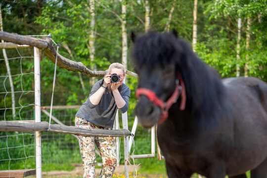 woman taking a picture of a Shetland pony in the paddock, little black horse with a red bridle, photographer with camera