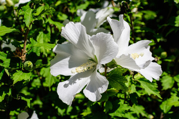 One white flower of hibiscus syriacus plant, commonly known as Korean rose, rose of Sharon, Syrian ketmia, shrub althea or rose mallow, in a garden in a sunny summer day .