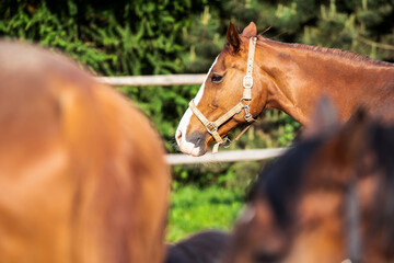 Closeup of a brown horses in a paddock. horses on a farm, sunny day