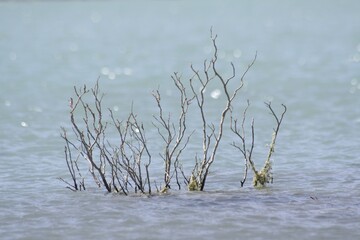 Potrerillos at Mendoza, Argentina