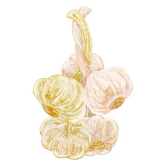 吊るされたにんにくの手書き水彩風イラスト
