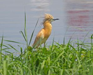 Squacco heron stood in grass reeds by river bank