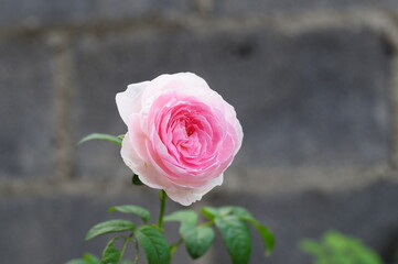 pink rose on a bricks background
