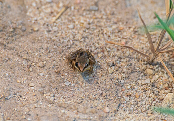 Close-up of small nile ridged frog on stony ground