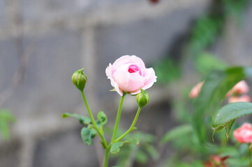 pink rose on a bricks background
