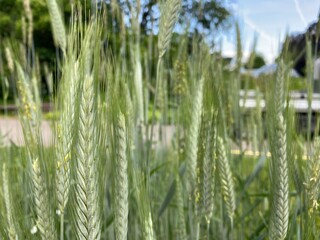 Durum wheat (Triticum durum), Hard wheat, der Hartweizen, Durumweizen, Glasweizen oder Hart-Weizen (The Botanical Garden of the University of Zurich, Switzerland)
