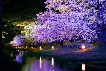 桜のライトアップ。信玄堤。