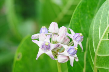 blue and white Crown flower