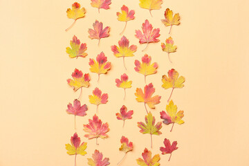 Beautiful autumn leaves on color background