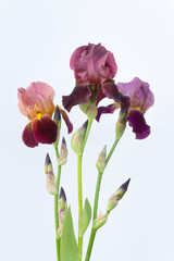 Three maroon bearded irises on a white background