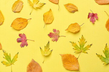 Beautiful autumn leaves on color background