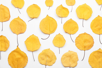 Beautiful autumn leaves on white background