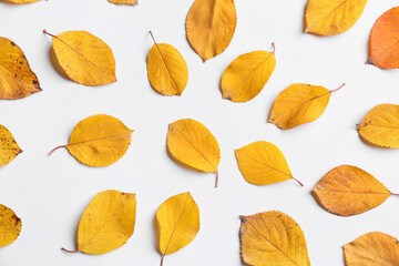 Fototapeta na wymiar Beautiful autumn leaves on white background