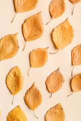 Naklejka premium Beautiful autumn leaves on color background