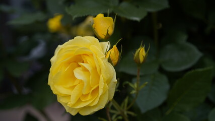 yellow rose