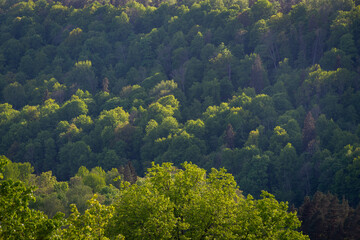Obraz premium misty forest. far horizon. spruce and pine tree forest abstract texture background