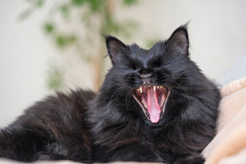 A black fluffy cat with yellow eyes lies and yawns at home.
