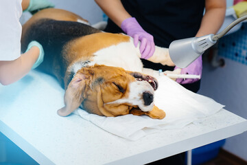 A beautiful thoroughbred dog is given dental cleaning and dental procedures in a modern veterinary clinic