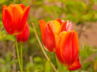 pomarańczowe tulipany rosnące na łące