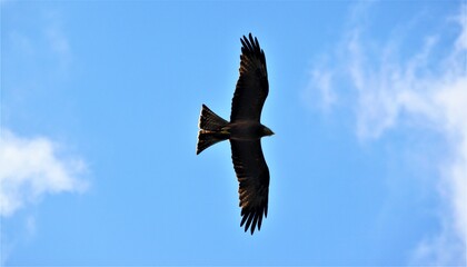 bird in flight