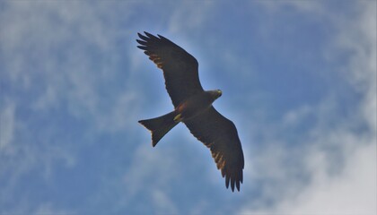 bird in flight