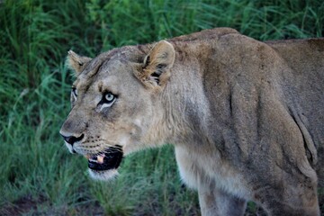 Obraz premium Lion teeth close up