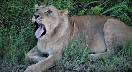 Lion yawning