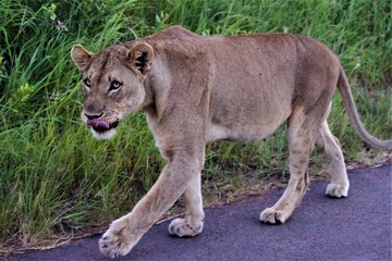 Lion walking