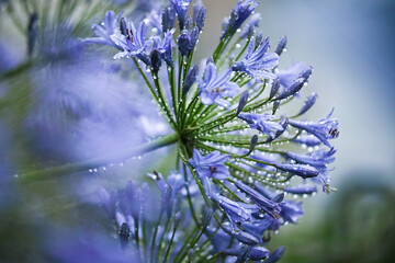 濡れた青い花