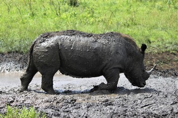 Rhino in the mud bathing