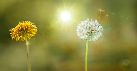 Löwenzahn Pusteblume mit Fliegenden Samen mit Sonnenlicht