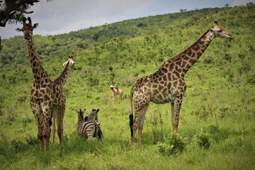 giraffe and zebra in the savannah