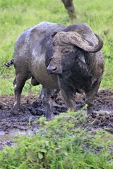 buffalo bathing in mud