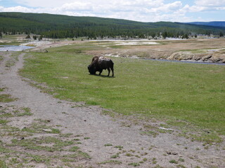 bison 