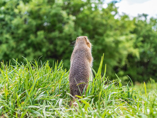 Naklejka na ściany i meble European gopher on the lawn turned its back from the camera. Close-up. Back of a rodent.