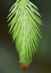 Macro image of new growth on a Scot's Pine