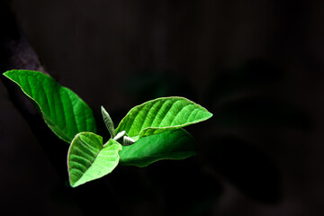 Bright green young leaves leaf isolated on black background. Abstract texture, natural green background.