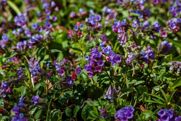 Obraz premium Beautiful flowers of lungwort in the garden. Pulmonaria officinalis, Mary's tears or Our Lady's milk drops.