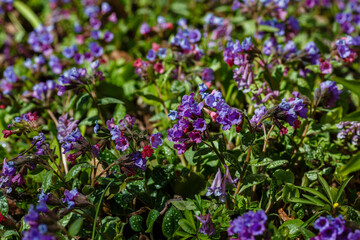 Beautiful flowers of lungwort in the garden. Pulmonaria officinalis, Mary's tears or Our Lady's milk drops.